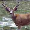 Blacktail